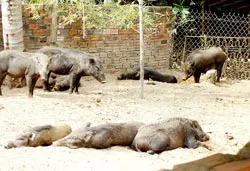 Thoát nghèo từ những động vật lạ