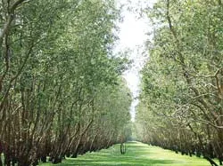 Trở về rừng xưa ảnh 2