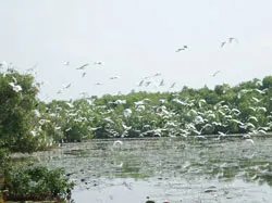 Trở về rừng xưa