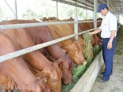 Lẻ loi người nuôi bò sữa