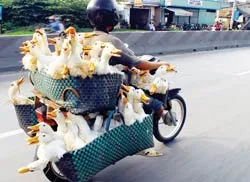 Trước dịch cúm gia cầm và cúm A H5N1 ở người: Dân còn thờ ơ!