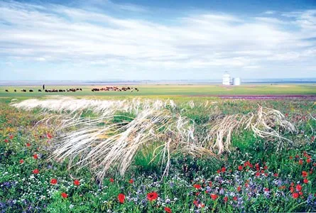 Tác phẩm “Feather glass” của Mikhail Bondar.