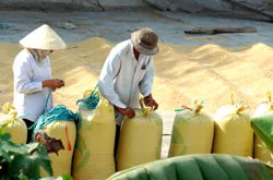 “Làm giá” cho gạo