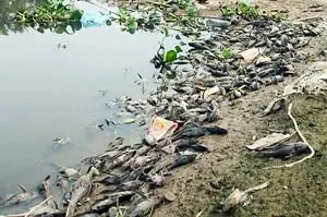 Cá chết do nguồn nước thải công nghiệp