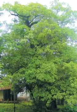 Nghệ An: Một quần thể cây lộc vừng cổ thụ hiếm thấy