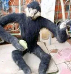 Nghệ An: Phát hiện vượn đen má trắng và voọc xám