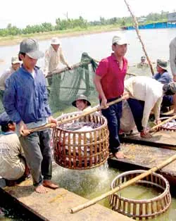 Sau cơn khủng hoảng thừa tại ĐBSCL: Cá “vua” trở lại