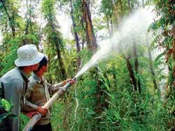 Rừng U Minh Hạ tăng cường phòng chống cháy