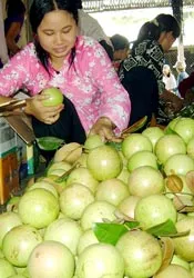 Vú sữa Lò Rèn đi “Tây”