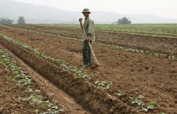 Thạch Thành, Thanh Hóa “ép” dân trồng mía