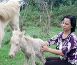 Nữ hoàng bạch mã