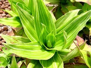 “Thần dược” cây lược vàng, coi chừng nguy hại!