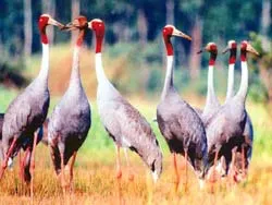 78 sếu đầu đỏ đã về Vườn Quốc gia Tràm Chim