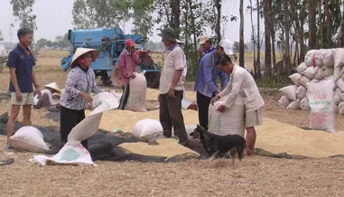 Đóng bao lúa trong mùa thu hoạch ở ĐBSCL