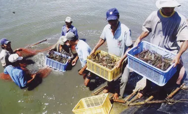 Thu hoạch tôm ở trang trại Sáu Ngoãn