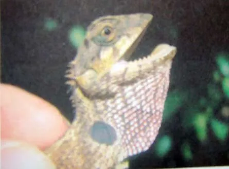 Nhiều phát hiện mới về sinh thái rừng ngập mặn Cần Giờ