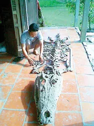 Vĩnh Long: Phát hiện xương cá sấu hóa thạch