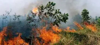 Rừng quốc gia ở ĐBSCL phập phồng lo “bà hỏa”