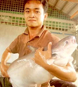 An Giang: Cá ba sa nặng 30kg