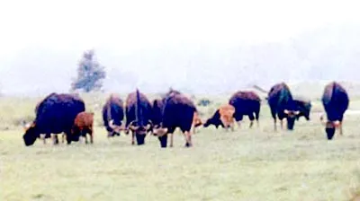 Vườn Quốc Gia Cát Tiên: 110 con bò tót sinh sống