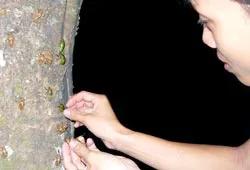 Bắt ve sầu làm... đặc sản