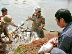 Bao tiêu nông sản ĐBSCL - Mô hình cần nhân rộng ảnh 2