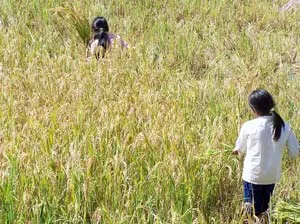 Nhờ biết thâm canh, lúa của anh Đợi tốt bời bời