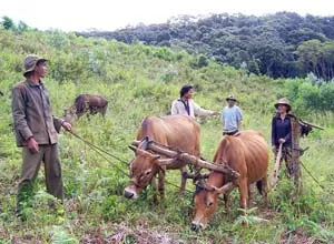 Dắt bò vượt Trường Sơn lập nghiệp