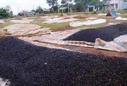 Xuất khẩu cà phê gặp khó