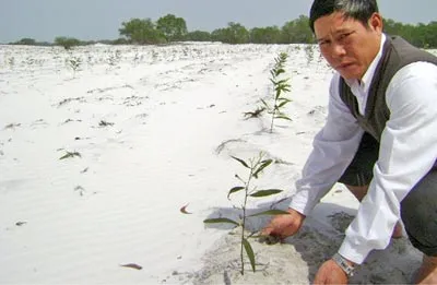 Trồng lại những hàng tràm, ông Thả hy vọng sau này rừng lại xanh trên những vùng cát trắng quê ông...