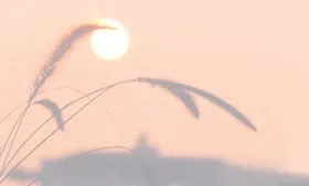 Da diết miền lau sậy