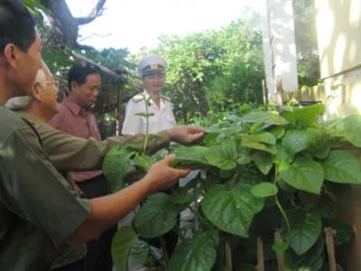 Đoàn đại biểu TPHCM thăm vườn rau bộ đội trên đảo Sơn Ca Lớp học trên đảo Trường Sa Lớn Bộ đội tăng gia sản xuất Mỗi hộ dân sinh sống trên đảo Trường Sa Lớn đều có vườn rau xanh Hoàng Hoa