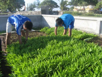Bộ đội tăng gia sản xuất Mỗi hộ dân sinh sống trên đảo Trường Sa Lớn đều có vườn rau xanh Hoàng Hoa