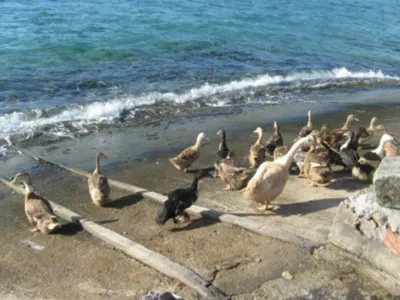 Bộ đội tăng gia sản xuất