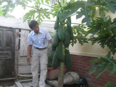 Mỗi hộ dân sinh sống trên đảo Trường Sa Lớn đều có vườn rau xanh Hoàng Hoa