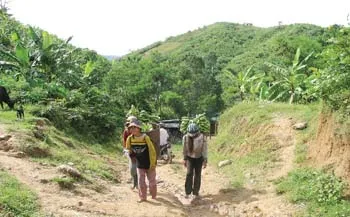 Làm giàu từ chuối