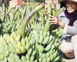 Làm giàu từ chuối ảnh 2