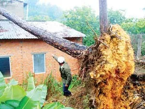 Đà Lạt: Mưa lớn, cây đổ đè sập nhà dân