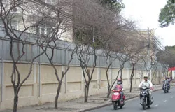 Cây xanh chết hàng loạt, vì sao?