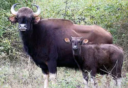 Bò tót Cát Tiên có khả năng sinh sản.