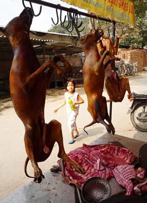 Kinh doanh thịt chó thời khuẩn tả: Vẫn “cố đấm ăn xôi”!