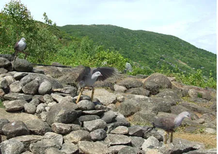 Theo chân người bẫy cu kỳ ảnh 2