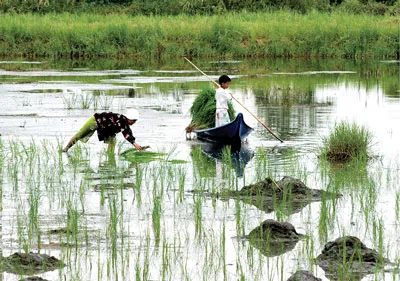 Giấc mơ về những chuyến đò chở chữ