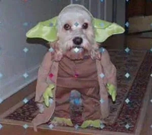 Sửa soạn cho... chó