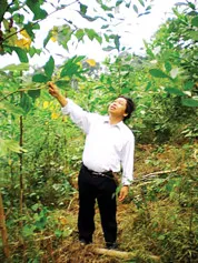 Những cây keo này chỉ sau vài năm nữa hứa hẹn sẽ đem về bạc triệu cho gia đình ông Lắm.