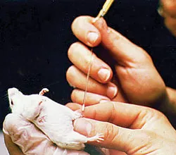 Tạo protein sữa mẹ từ chuột biến đổi gien