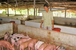 Những nông dân giúp nhau vượt nghèo