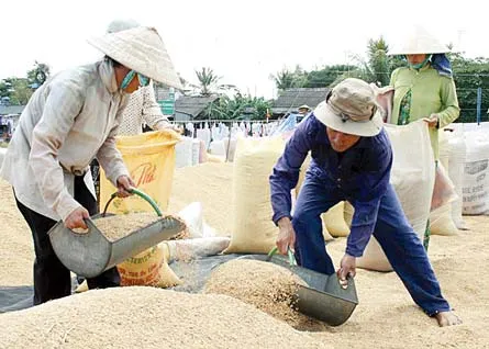 Xuất khẩu gạo - Cần cơ chế điều hành mới