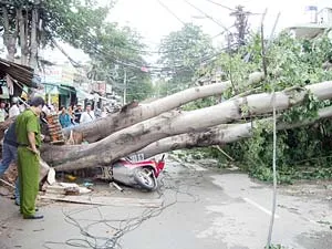 Lốc xoáy mạnh làm ngã nhiều cây xanh