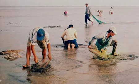 “Mỏ nghêu” Thạnh Phong lại dậy sóng